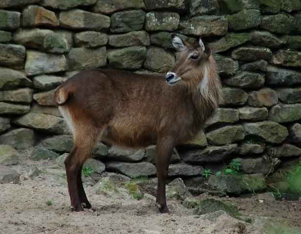 dierentuin emmen_0818